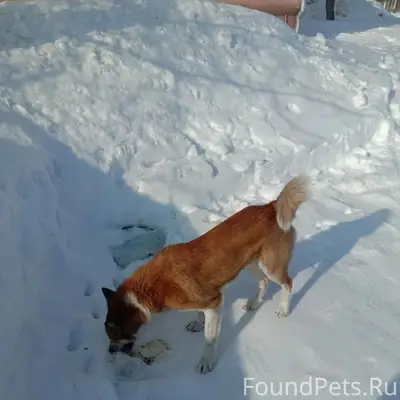 Найден пёс, улица Кировградская д. 38