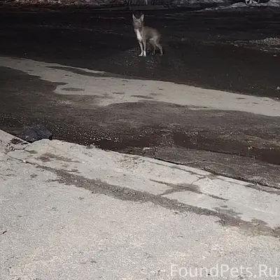 Найдена собака