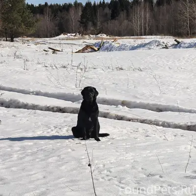 Пропали лабрадор и метис таксы, Сенно