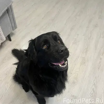Найден кобель, похож на Ньюфаундленда, жк Лесная сказка