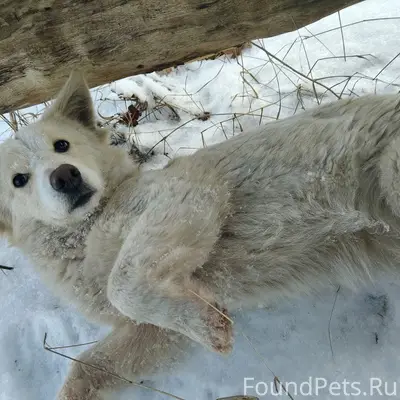 Пропала собака, район станции Снежетьская