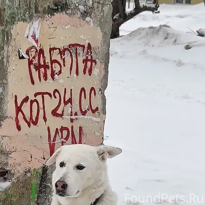 Найдена собака, Калининский район