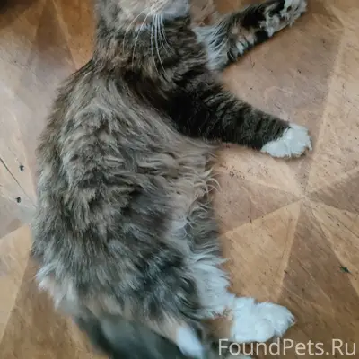 Пропала кошка, Победы д.9