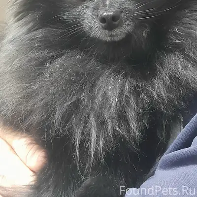 Пропал померанский шпиц, Центральный проезд