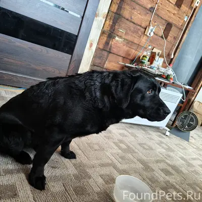 Найден тип собака, район ОбьГэс