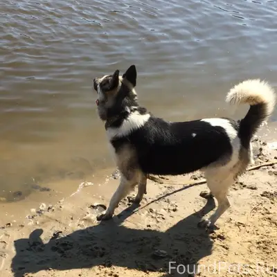 Пропал метис лайки и овчарки, район башня