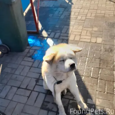 Найден Акита-ину, левый берег