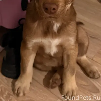 Найден тип собака, Шилово, улица полковника Богомолова 1