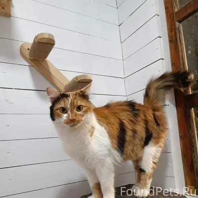 Найдена трёхцветная кошка, Покровка