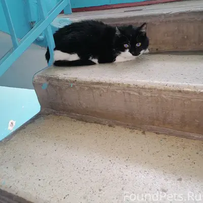 Найден кот, Луначарского 13 п1