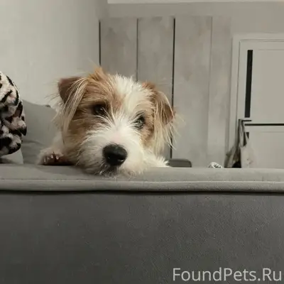 Пропал пёс Тоша, село Белый Яр