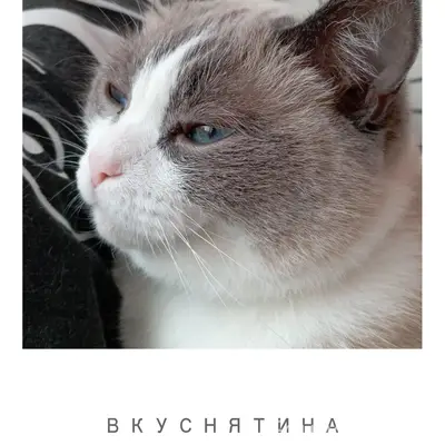 Пропал кот Кипиш, Марьяновка