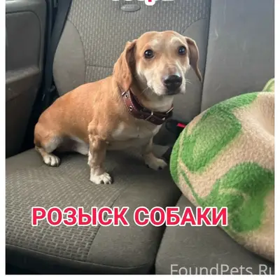 Пропал кобель такса, Мурманск, район Ледового озера