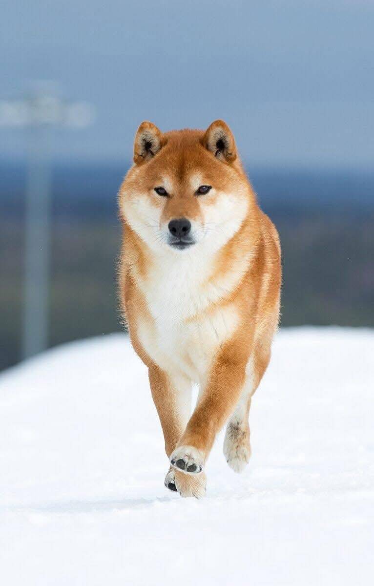 Пропал шиба ину Йоши, Ленинградская область