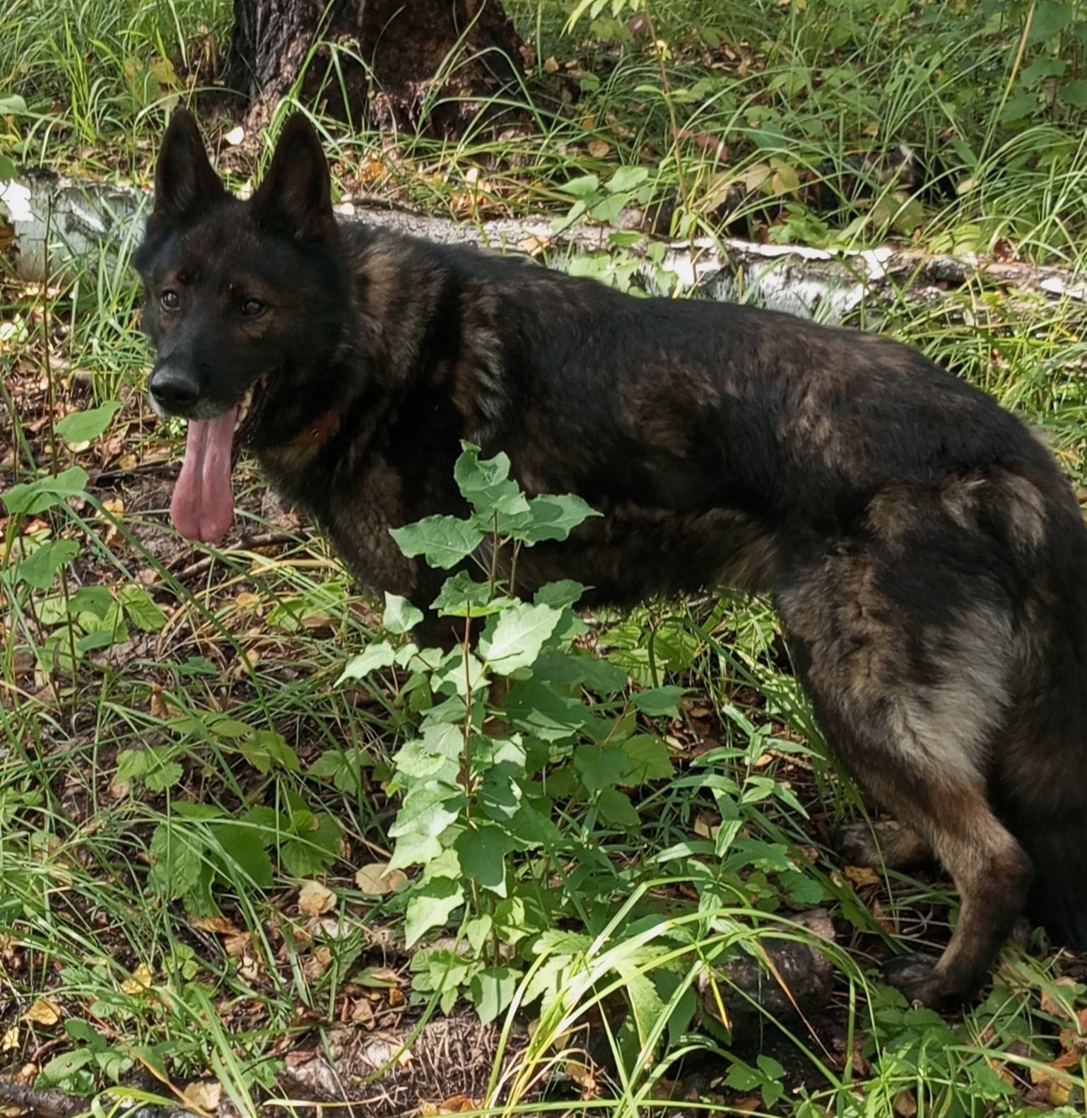 Пропал немец Марсель, улица Амурская