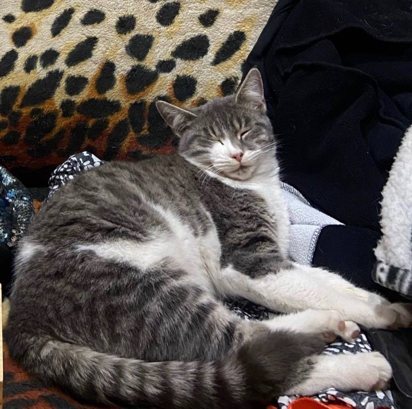 Пропал кот Компот, за переездом