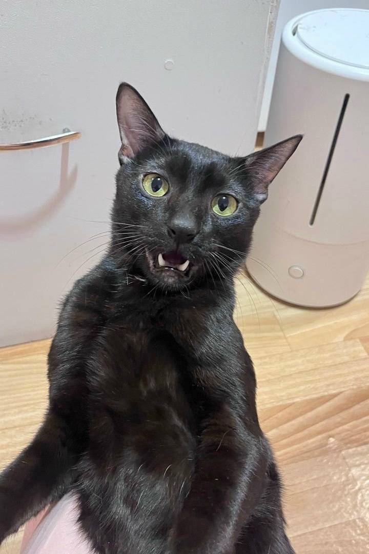 Пропал чёрный кот Мистик, Петергоф