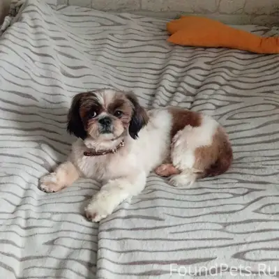 Пропал Ши-тцу Антон, Егорьевск