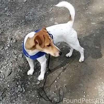 Пропал Джек Рассел Чип, Кукковка