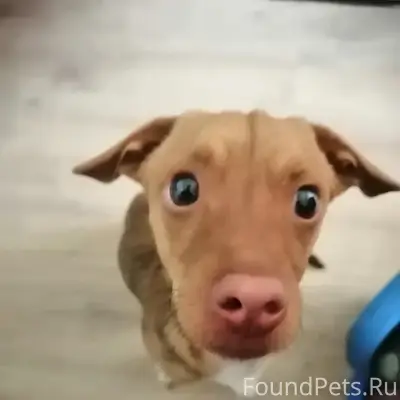 Найден щенок-метис таксы, возле помойки