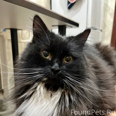 Пропал кот, район Фрунзе-Гастелло