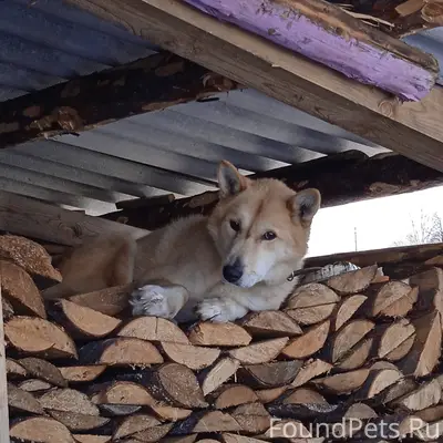 Пропала собака, район Кирова 26