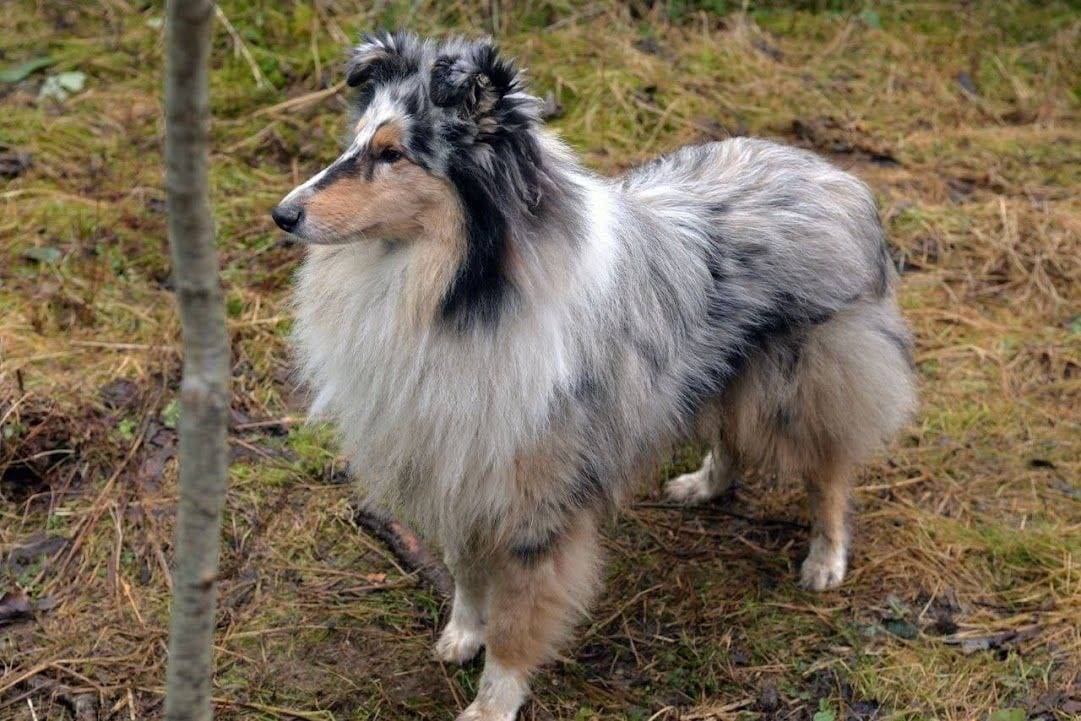 Пропал колли Прош, Истра