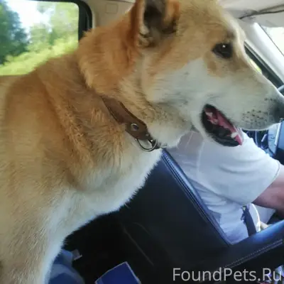 Пропал Западно-сибирский лайка Марс, Петрозаводск