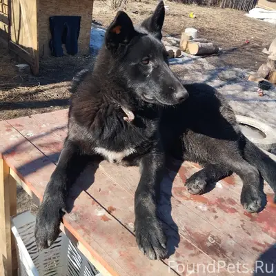 Пропала собака Луна, есть ошейник и бирка