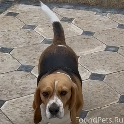 Пропала собака, Симферополь, район Марьино