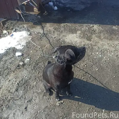 Найден щенок (метис стаффорда), Екатеринбург, Чкаловский район