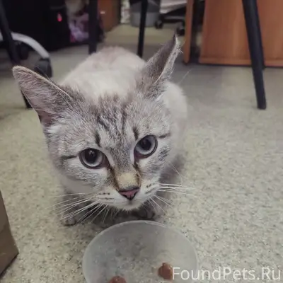 Найдена кошка, улица Герцена, 20