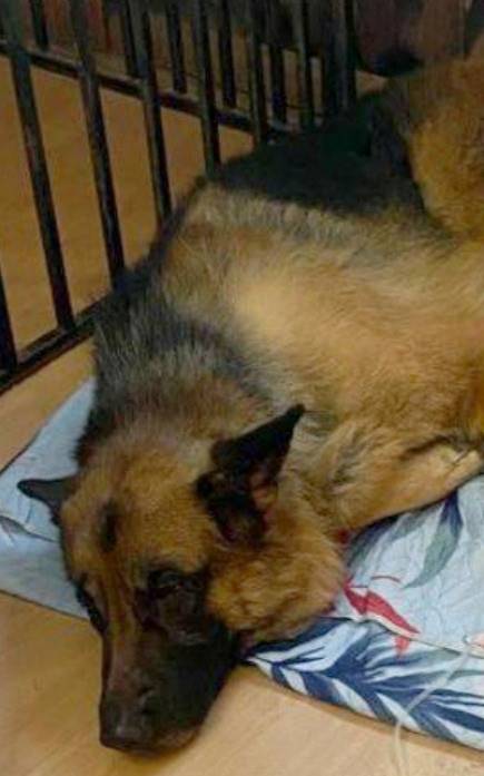 Найден кобель немецкой овчарки, чепрачный окрас