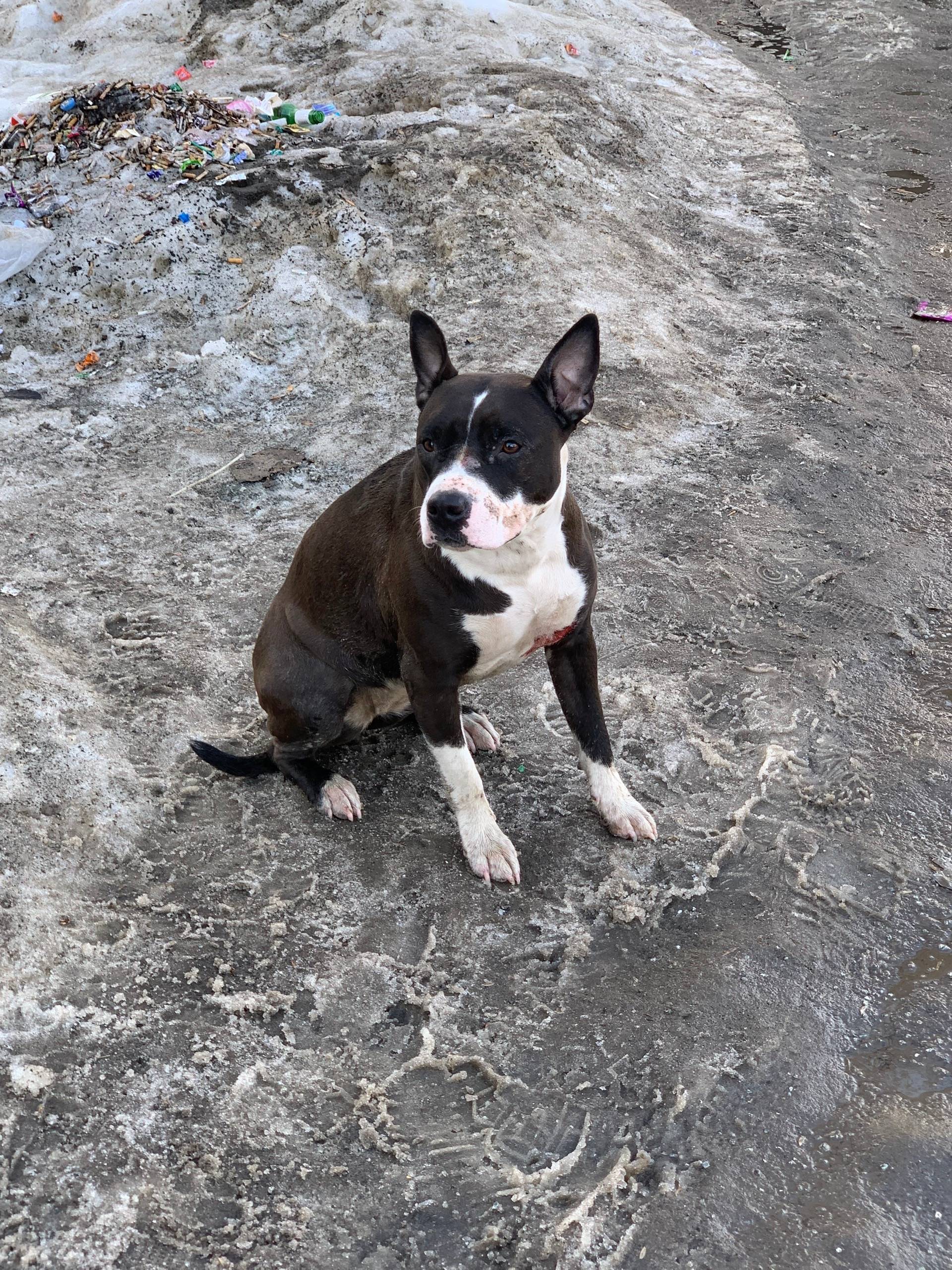 Найден стафф/питбуль, черный с белым, Екатеринбург