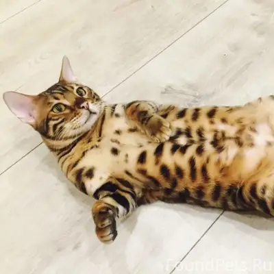 Пропал бенгальский кот Семён, Ломовская д. 3