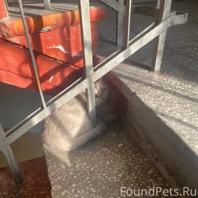 Найдена серебристая шиншилла, улица Ленина 58, Екатеринбург