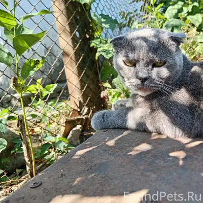 Пропала кошка Боня