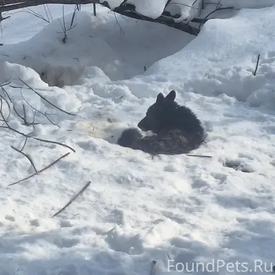 Найденна собака, похожа на овчарку, Финский посёлок