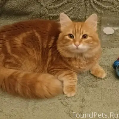 Пропал сибирский кот Лорд, Севастополь, ул. Л. Толстого