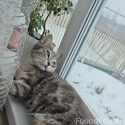 Пропала кошка, Трудпоселок