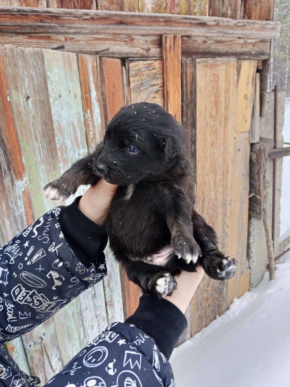 Найден щенок, Васильево