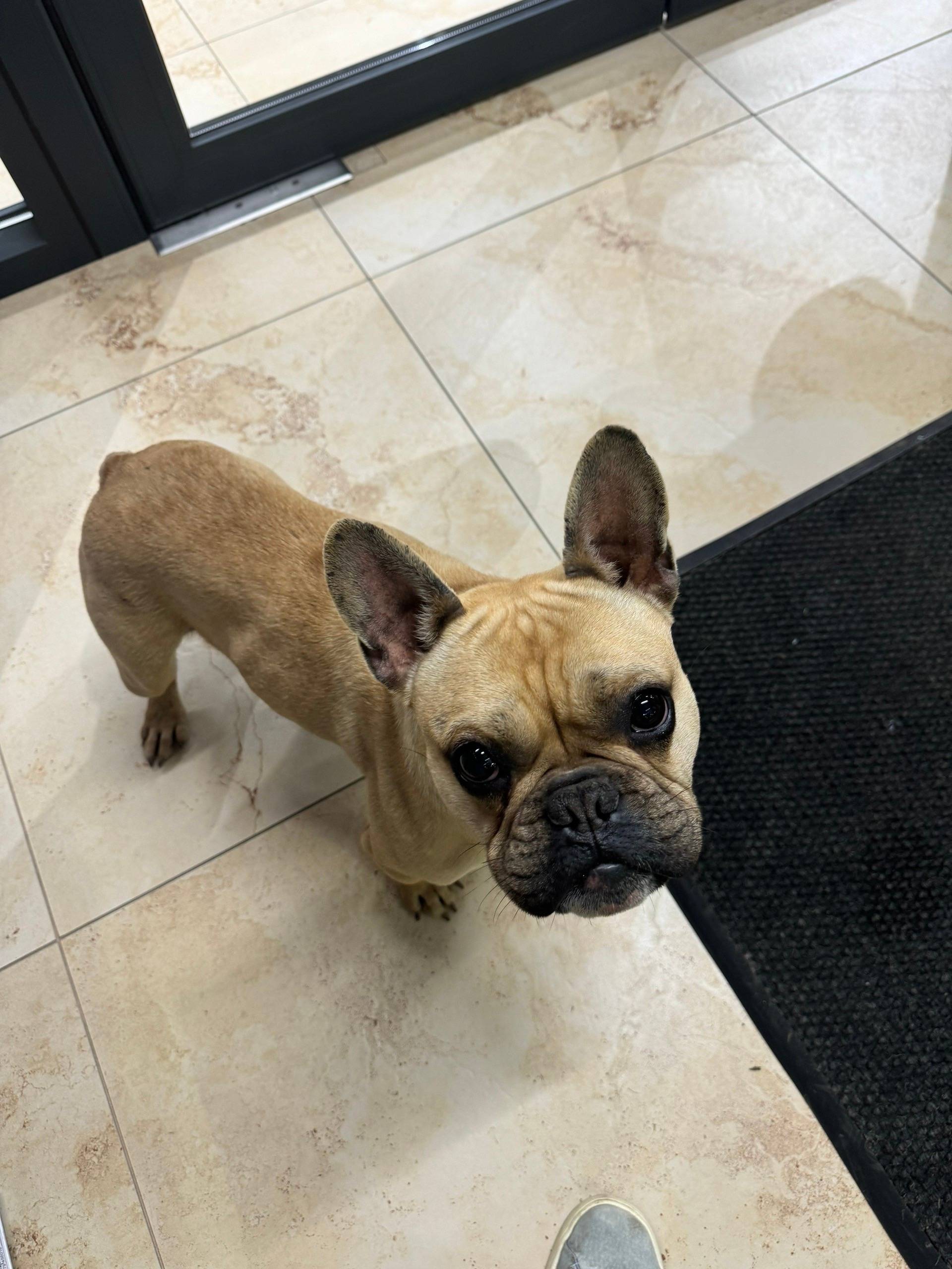 Пропал пёс Беня