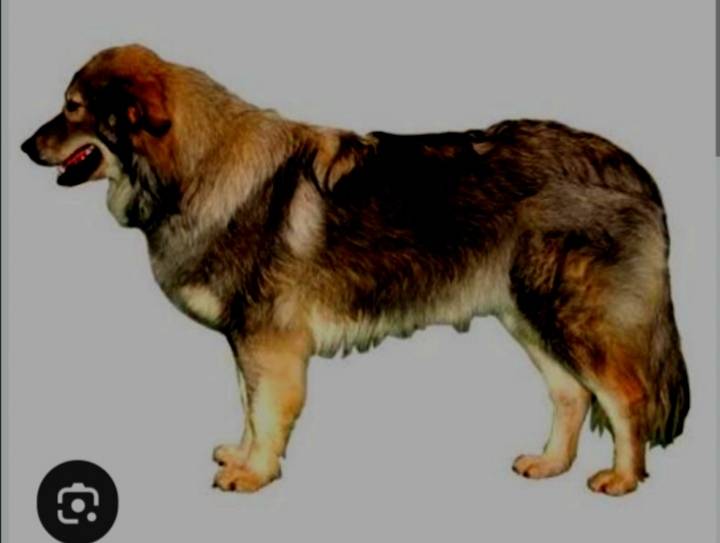 Пропала собака Хана, деревня Золино