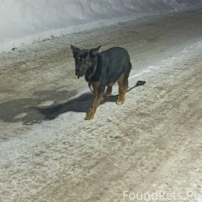 Найден метис добермана, мкр. Заря