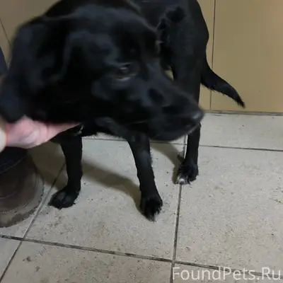 Найден щенок с розовым ошейником, Березовая