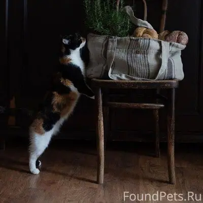 Если пропала кошка .
Сейчас весна и...