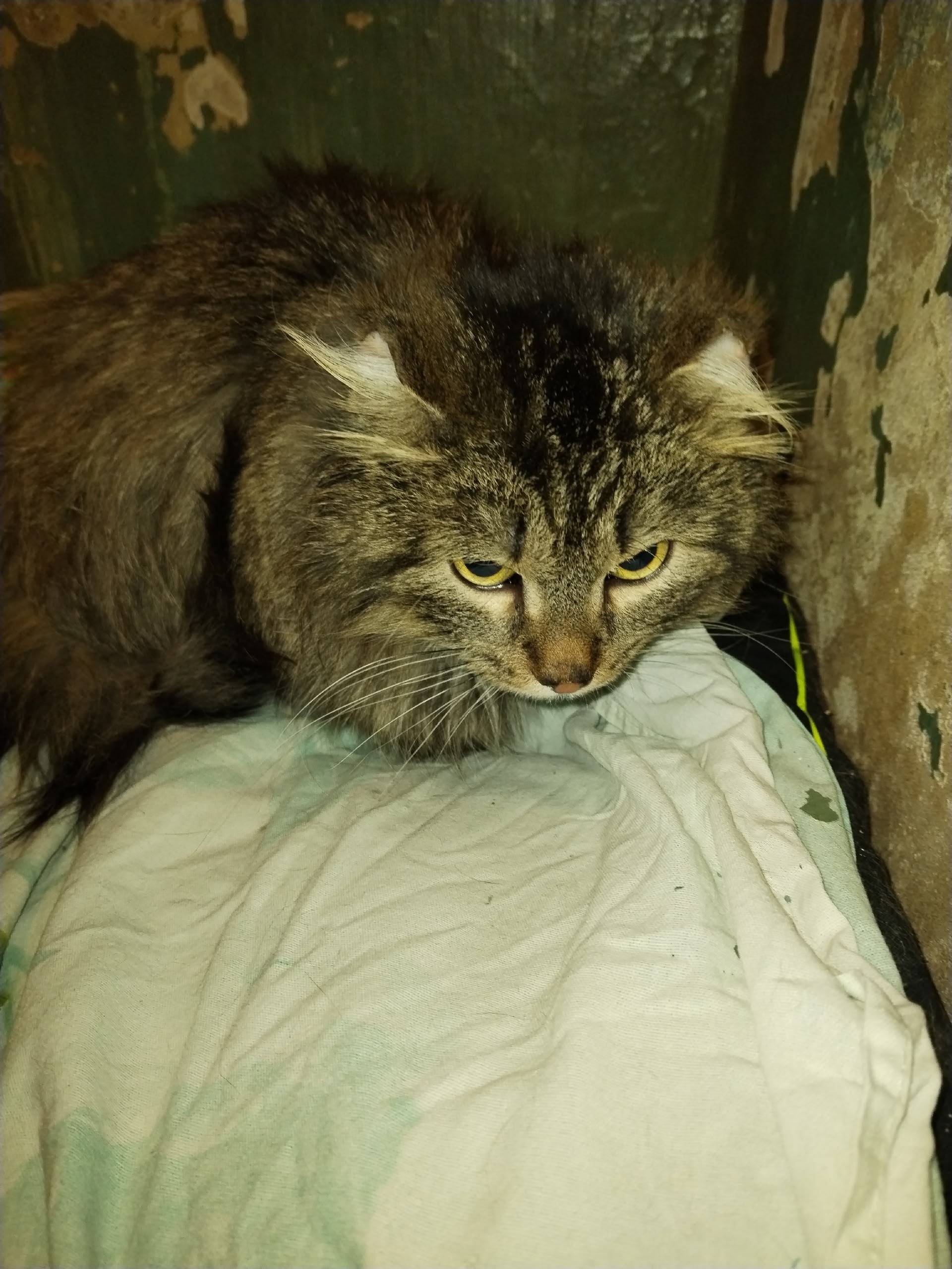 Найден кот, Юбилейная 89