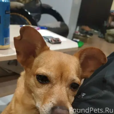 Пропал рыжий кобель, город