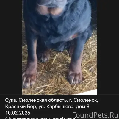 Найден ротвейлер, Смоленск