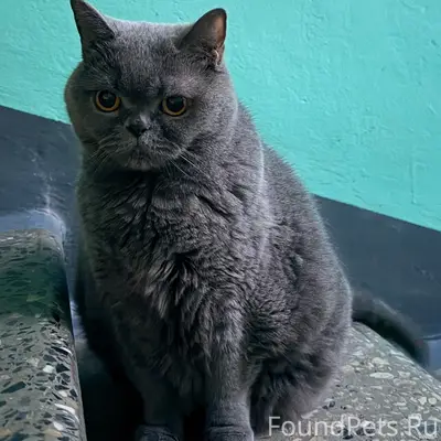 Найден кот, [без клички], Ярошенко 9